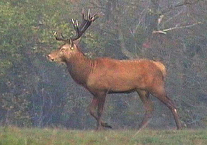 PASSIONE PER IL CERVO